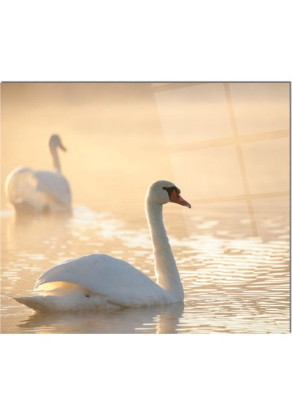 Cam Ocak Arkası Koruyucu Ankastre Arkası Koruyucu | Kuğu fiyatları