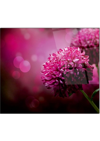 Cam Ocak Arkası Koruyucu Ankastre Arkası Koruyucu | Çiçek fiyatları