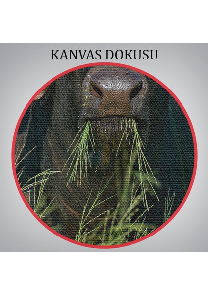 Asya Mandası Duvar Tablosu-6511