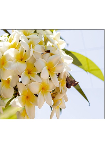 Cam Ocak Arkası Koruyucu Ankastre Arkası Koruyucu | Çiçek fiyatları