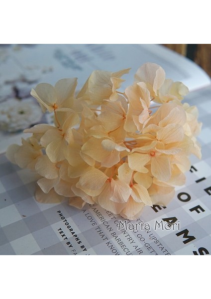 Renk M045 20G Büyük Yapraklı Macrophylla Korunmuş Ortanca Ofis Dekor Korunmuş Çiçekler Ev Dekorasyon Anna Ortanca Düğün Dekorasyon (Yurt Dışından)