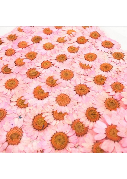 Kırmızı Epoksi Reçine 12 Adet Doğal Bitkiler Preslenmiş Pres Kurutulmuş Papatya Kuru Çiçekler Nail Art Telefon Süsü Yapımı El Sanatları Dıy Aksesuarları (Yurt Dışından)
