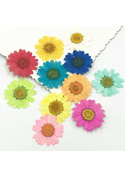 Kırmızı Epoksi Reçine 12 Adet Doğal Bitkiler Preslenmiş Pres Kurutulmuş Papatya Kuru Çiçekler Nail Art Telefon Süsü Yapımı El Sanatları Dıy Aksesuarları (Yurt Dışından)
