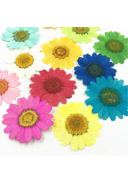 Kırmızı Epoksi Reçine 12 Adet Doğal Bitkiler Preslenmiş Pres Kurutulmuş Papatya Kuru Çiçekler Nail Art Telefon Süsü Yapımı El Sanatları Dıy Aksesuarları (Yurt Dışından)