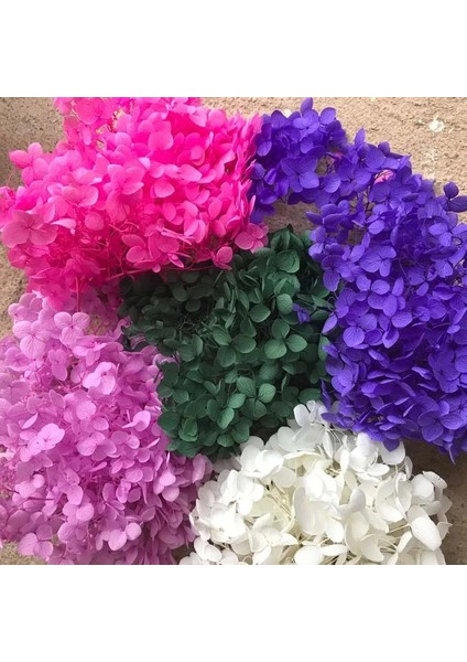 21 5g Gerçek Doğal Taze Korunmuş Ortanca Kafaları, Sonsuza Kadar Kurutulmuş Gül Ebedi Ortancalar, Güzellik Nail Art Çıkartmaları Takı, Ev Dekor (Yurt Dışından) fiyatları