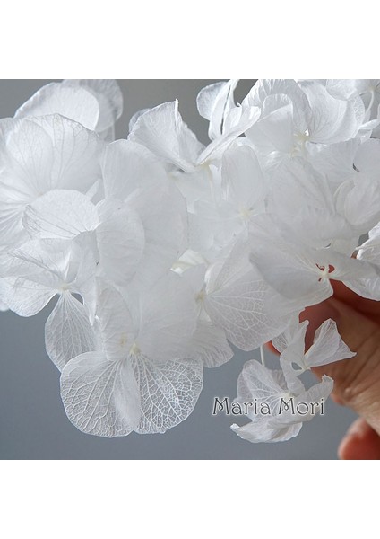 Renk M034 10G Büyük Yaprakları Macrophylla Korunmuş Ortanca Ofis Dekor Korunmuş Çiçekler Ev Dekorasyon Anna Ortanca Düğün Dekorasyon (Yurt Dışından)