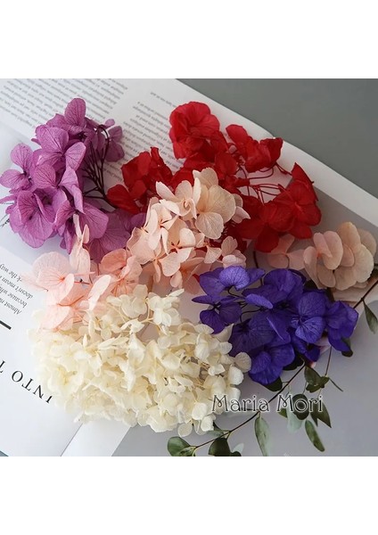 Renk M034 10G Büyük Yaprakları Macrophylla Korunmuş Ortanca Ofis Dekor Korunmuş Çiçekler Ev Dekorasyon Anna Ortanca Düğün Dekorasyon (Yurt Dışından)