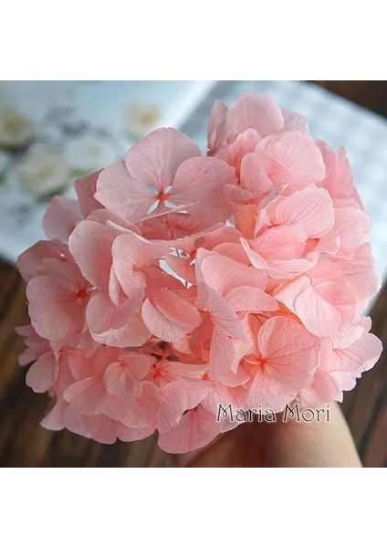 Renk M012 5g Büyük Yaprakları Macrophylla Korunmuş Ortanca Ofis Dekor Korunmuş Çiçekler Ev Dekorasyon Anna Ortanca Düğün Dekorasyon (Yurt Dışından)