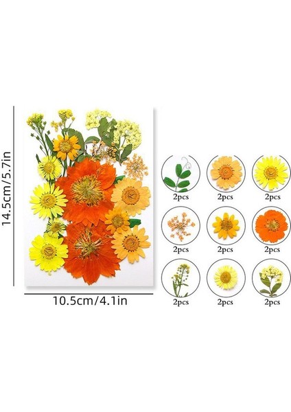 C 100/200 Adet Kurutulmuş Çiçekler Brezilya Küçük Yıldız Çiçek Dıy Zanaat Epoksi Reçine Mum Tırnak Sanat Epoksi Reçine Dolum Takı Yapımı (Yurt Dışından)