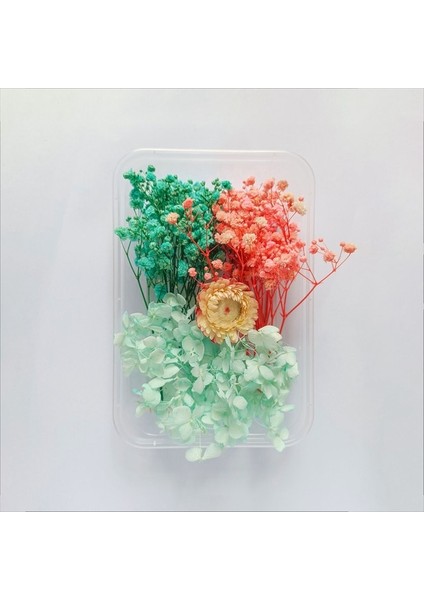 1-10 Dıy Kurutulmuş Çiçek Bitki Yapımı Için Telefon Kılıfı Mumlar El Yapımı El Sanatları Epoksi Reçine Kolye Kolye Mücevher Kutusu Kurutulmuş Yapraklar (Yurt Dışından)