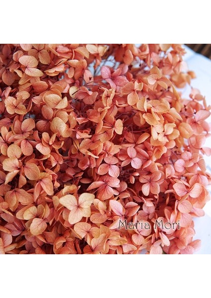 Degrade Renk 117 20G Degrade Renk Korunmuş Ortanca Ev Dekorasyon Düğün Dekorasyon Küçük Yaprak Anna Ortanca Epoksi El Yapımı Dıy Malzeme (Yurt Dışından)