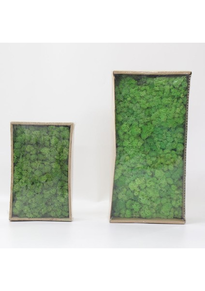 07 200G 1000G Simülasyon Bitkiler Ebedi Yaşam Yosun/bahçe Ev Dekor Duvar Dıy Çiçek Malzeme Mini Bahçe Mikro Peyzaj Sahte Yosun Hediye (Yurt Dışından) fırsatları