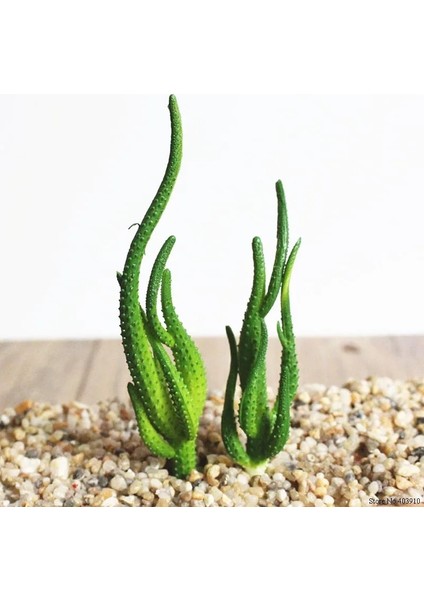 B 1 Adet 1 Adet Yapay Kaktüs Succulents Bonsai Çiçekler Dıy Ev Dekoru Sahte Bitkiler Manzara Masa Dekoratif Çöl Bitki (Yurt Dışından)