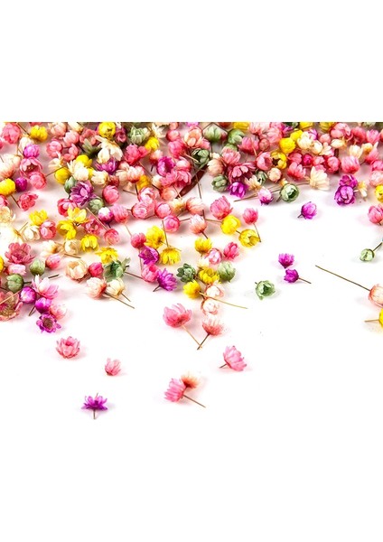 A2 200 Adet Gerçek Kurutulmuş Çiçekler Dıy Sanat Zanaat Epoksi Reçine Mum Yapımı Mücevherat Cam Kapak Topu Dolgu Kurutulmuş Çiçekler Aksesuarları (Yurt Dışından) fiyatları