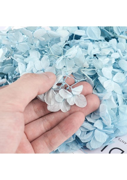 Gri 01 100 G/kutu Anna Ebedi Ortanca Kurutulmuş Çiçek Bitki Korunmuş Taze Çiçek Malzeme Düğün Parti Ev Dekorasyon Aksesuarları (Yurt Dışından) fırsatları