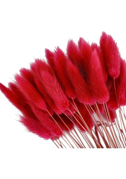 D 50 Adet Tavşan Kuyruğu Çim Kurutulmuş Çiçekler Yapay Bitki Buket Sahte Çiçek Ebedi Köpek Kuyruğu Çim Kurutulmuş Çiçek Ev Decortaion (Yurt Dışından)