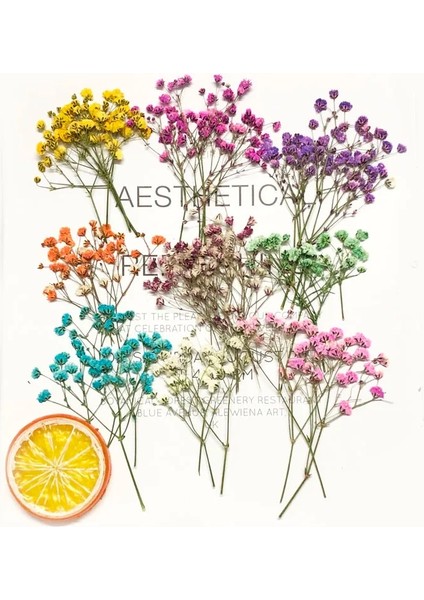 Mor 60 Adet 5-10 cm Kurutulmuş Preslenmiş Emilmiş Gypsophila Çiçekler Bitki Herbaryum Takı Fotoğraf Çerçevesi Telefon Kılıfı Imi Zanaat Dıy (Yurt Dışından) fiyatları