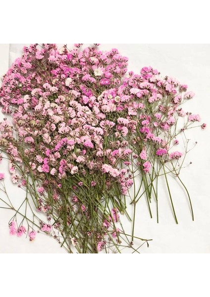 Mor 60 Adet 5-10 cm Kurutulmuş Preslenmiş Emilmiş Gypsophila Çiçekler Bitki Herbaryum Takı Fotoğraf Çerçevesi Telefon Kılıfı Imi Zanaat Dıy (Yurt Dışından) fırsatları