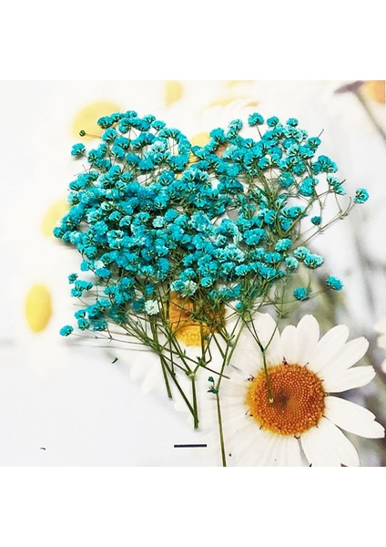Mor 60 Adet 5-10 cm Kurutulmuş Preslenmiş Emilmiş Gypsophila Çiçekler Bitki Herbaryum Takı Fotoğraf Çerçevesi Telefon Kılıfı Imi Zanaat Dıy (Yurt Dışından) indirimleri