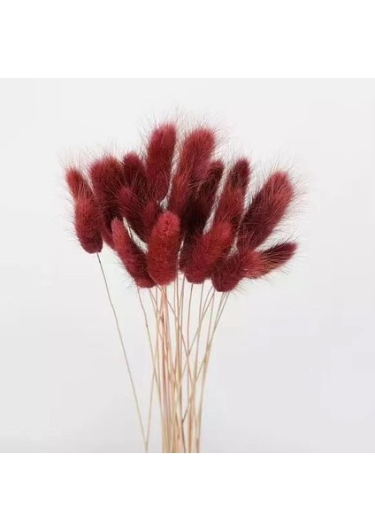 Gri Kırmızı 30 Adet 30 Adet 100 Adet Kabarık Tavşan Kuyrukları Kurutulmuş Çiçekler Aranjmanı Doğal Tavşan Kuyruğu Çim Vazo Için Boho Çiçek Düğün Ev Dekor Için (Yurt Dışından)
