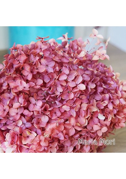 Degrade Renk 74 20G Degrade Renk Korunmuş Ortanca Ev Dekorasyon Düğün Dekorasyon Küçük Yaprak Anna Ortanca Epoksi El Yapımı Dıy Malzeme (Yurt Dışından)