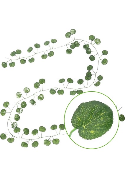 Begonia Yaprakları 230 cm 72 Yaprak Asma Yapay Asılı Bitkiler Liana Ipek Sahte Ivy Duvar Yeşil Çelenk Dekorasyon Ev Dekor Parti Asma Için Bırakın (Yurt Dışından)