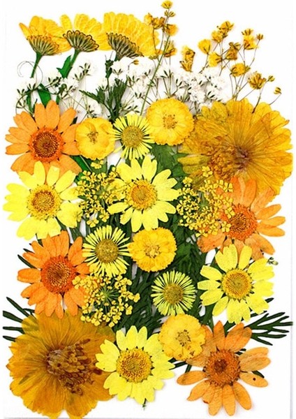 Paketi J 1 Kutu Beyaz Kurutulmuş Çiçekler Dıy Aromaterapi Mum Yapımı Için Epoksi Reçine Kalıp Takı Aksesuarları Düğün Buket Ev Dekorasyon (Yurt Dışından)