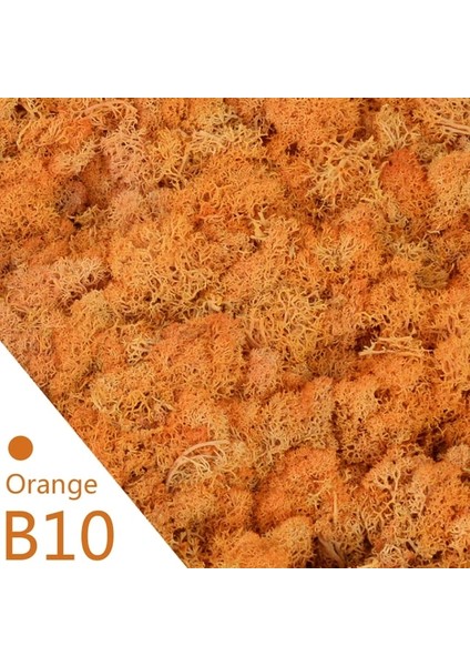 B10-TURUNCU Yosun 40G Simülasyon Yapay Yosun Yeşil Ebedi Yaşam Yosun Çim Sahte Bitki Ev Duvar Dekoru Bahçe Mikro Peyzaj Malzemesi Hediye (Yurt Dışından) fiyatları