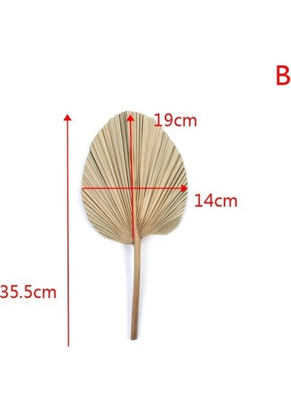 14X19 cm Kuru Palmiye Yelpazesi Yaprakları Kurutulmuş Doğal Çiçek Palmiye Yaprağı Pencere Resepsiyon Parti Sanat Duvar Asılı Dekorasyon Düğün Kemer Düzenlemesi (Yurt Dışından)