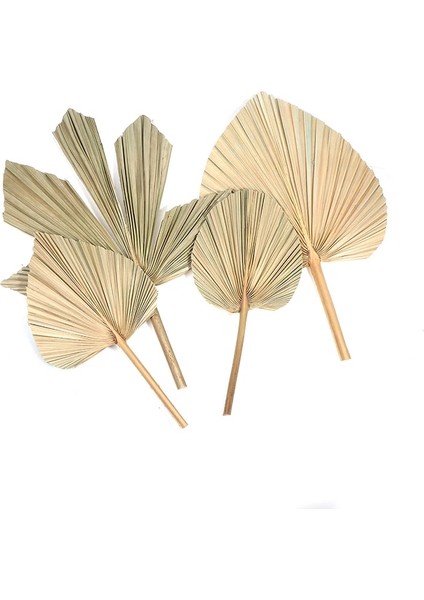 14X19 cm Kuru Palmiye Yelpazesi Yaprakları Kurutulmuş Doğal Çiçek Palmiye Yaprağı Pencere Resepsiyon Parti Sanat Duvar Asılı Dekorasyon Düğün Kemer Düzenlemesi (Yurt Dışından) indirimleri