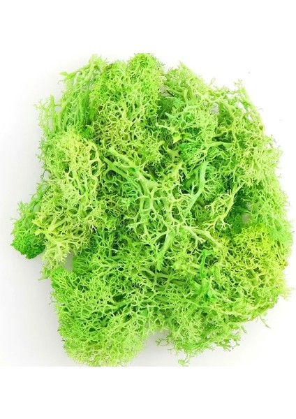 B 40G 20/40G Doğal Norveç Ren Geyiği Yosun Korunmuş Kurutulmuş Zanaat Çiçek Ercik Dekorasyon Düğün Süsleme Peri Bahçe Dekor Erişim (Yurt Dışından)