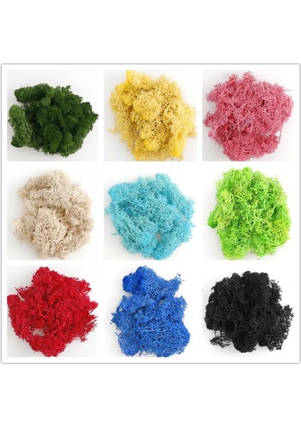 B 40G 20/40G Doğal Norveç Ren Geyiği Yosun Korunmuş Kurutulmuş Zanaat Çiçek Ercik Dekorasyon Düğün Süsleme Peri Bahçe Dekor Erişim (Yurt Dışından) modelleri