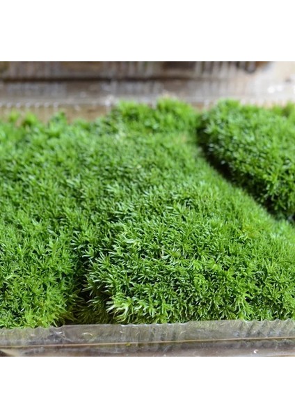 Kurutma (Çift Katmanlı) Bir Kutu Yosun Microlandscape Hava - Kurutulmuş Yosun Ölümsüz Yosun Aksesuarları Saksı Akvaryum Iç Mekan Yosun Duvar Bitkileri Bahçe Dekorasyonu (Yurt Dışından) fiyatları