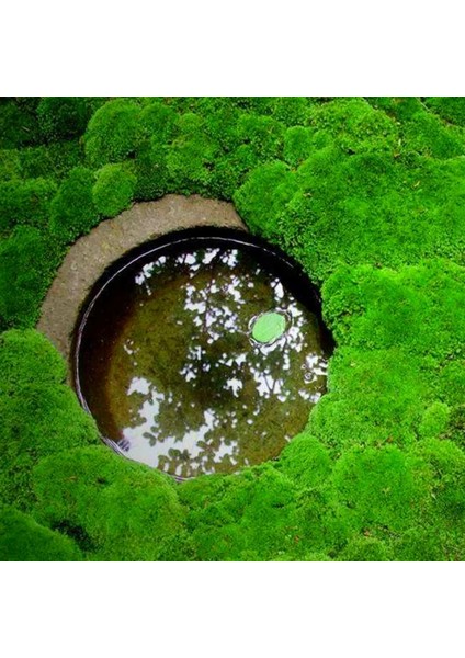 Kurutma (Çift Katmanlı) Bir Kutu Yosun Microlandscape Hava - Kurutulmuş Yosun Ölümsüz Yosun Aksesuarları Saksı Akvaryum Iç Mekan Yosun Duvar Bitkileri Bahçe Dekorasyonu (Yurt Dışından) fırsatları