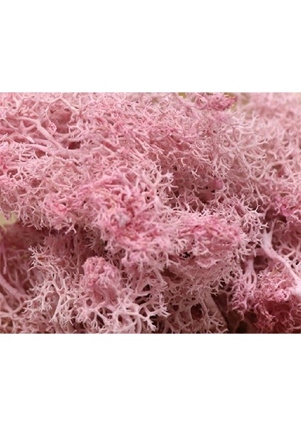 Açık Pembe 10G 20G Yapay Bitki Sonsuz Yaşam Yosun/bahçe Ev Dekorasyon Duvar Dıy Çiçek Malzemesi Mini Bahçe Mikro Peyzaj Aksesuarları (Yurt Dışından)