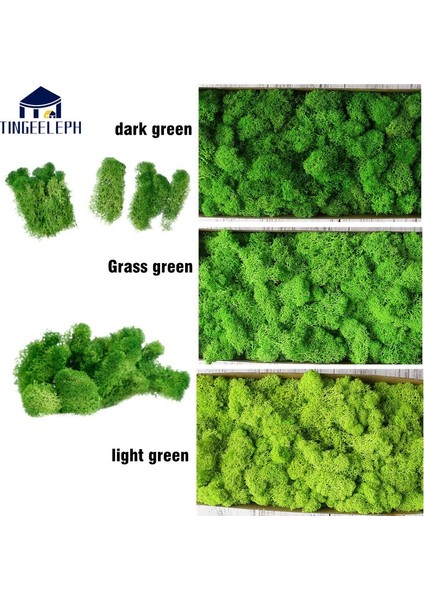 200G Çim Yeşili 200G/1 Kutu Yeşil Doğal Korunmuş Yosun Kalıcı Korunmuş Ev Bahçe Düğün Dekorasyon Malzemeleri Yosun Çiçeğiyapay Bitki (Yurt Dışından) fiyatları