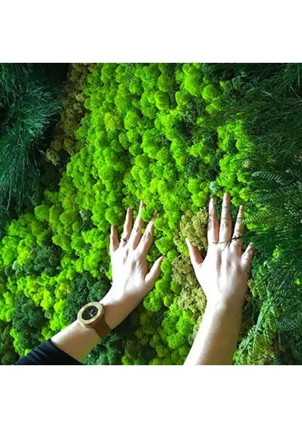 Y01 40 Gram 40/20G Yapay Ölümsüz Yosun Yeşil Sahte Bitki Ev Bahçe Oturma Odası Yeşillendirme Dekor Duvar Dolgu Çiçek Bitki Sahte Yosun (Yurt Dışından) fiyatları