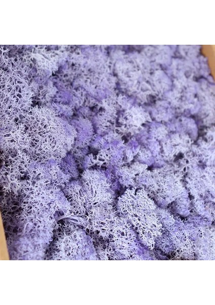11 200G 1000G Yapay Bitkiler Ebedi Yaşam Yosun/bahçe Ev Dekor Duvar Dıy Çiçek Malzemesi Mini Bahçe Mikro Peyzaj Sahte Yosun Hediye (Yurt Dışından)