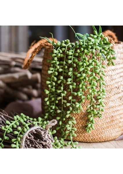 Bahar Fo Shou Cao Yeşil Yapay Succulents Bitkiler Ev Bahçe Yatak Odası Balkon Masaüstü Masa Mini Bonsai Düğün Parti Dekorasyon Sahte Bitkiler (Yurt Dışından)