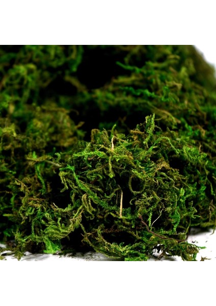 50G Sahte Yosun Yapay Taze Yeşil Yosun Düğün Centerpieces Bahçe Teraryum Dekorasyonu Için (Yurt Dışından) fırsatları