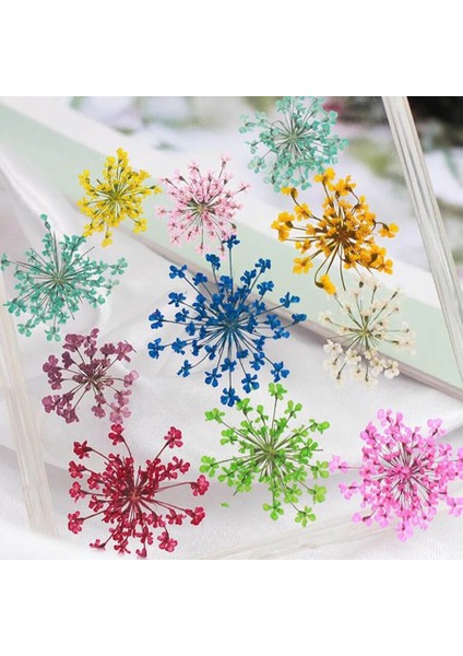 Karışık 60 Adet Preslenmiş Kurutulmuş 20-25MM Ammi Majus Çiçekler Bitki Herbaryum Takı Kartpostal Davetiye Kartı Telefon Kılıfı Imi Dıy (Yurt Dışından) fiyatları