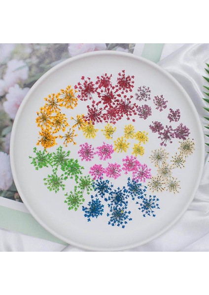 Karışık 60 Adet Preslenmiş Kurutulmuş 20-25MM Ammi Majus Çiçekler Bitki Herbaryum Takı Kartpostal Davetiye Kartı Telefon Kılıfı Imi Dıy (Yurt Dışından) modelleri