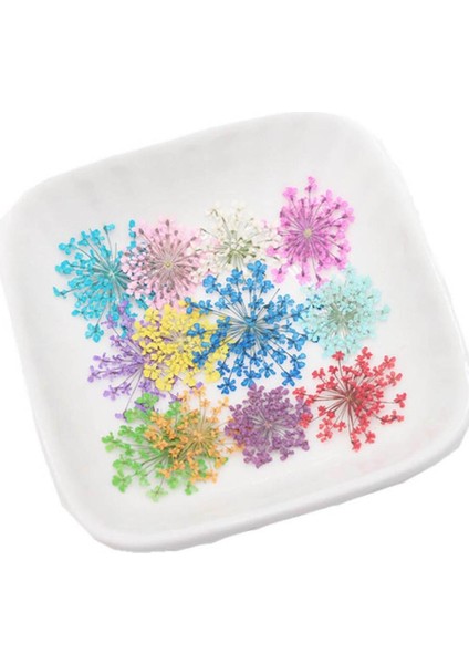 Karışık 60 Adet Preslenmiş Kurutulmuş 20-25MM Ammi Majus Çiçekler Bitki Herbaryum Takı Kartpostal Davetiye Kartı Telefon Kılıfı Imi Dıy (Yurt Dışından) fırsatları