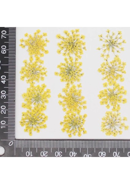 Karışık 60 Adet Preslenmiş Kurutulmuş 20-25MM Ammi Majus Çiçekler Bitki Herbaryum Takı Kartpostal Davetiye Kartı Telefon Kılıfı Imi Dıy (Yurt Dışından) indirimleri