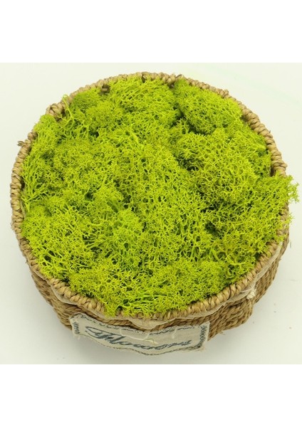 Q1 20G Yapay Bitkiler Sonsuz Yaşam Yosun/bahçe Ev Dekorasyon Duvar Dıy Çiçek Malzemesi Mini Bahçe Mikro Peyzaj Aksesuarları (Yurt Dışından)