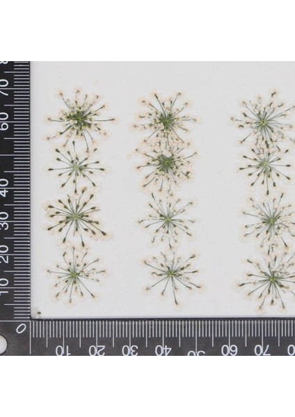 L136 60 Adet Preslenmiş Kurutulmuş 20-25MM Ammi Majus Çiçekler Bitki Herbaryum Takı Kartpostal Davetiye Kartı Telefon Kılıfı Imi Dıy (Yurt Dışından)