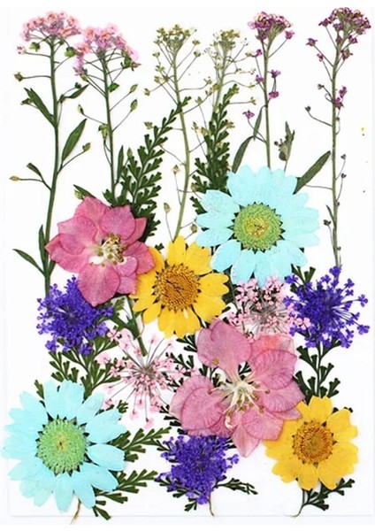 Stil 1 1 Torba Kurutulmuş Çiçekler Preslenmiş Çiçekler Çıkartmalar Dıy Telefon Kılıfı Için Epoksi Reçine Dolum Kolye Takı Yapımı El Sanatları Tırnak Sanat Dekoru (Yurt Dışından)