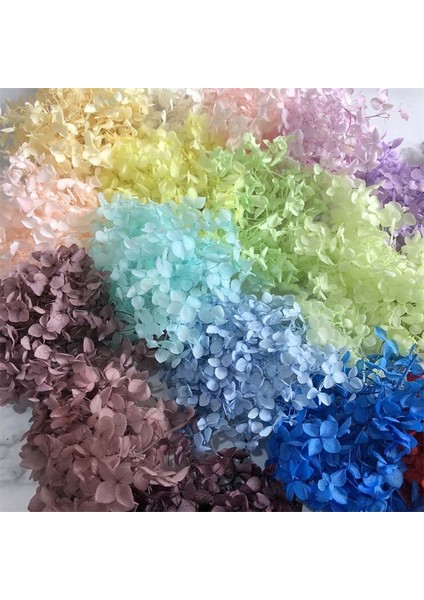 24 5 ~ 5.5 G/grup Doğal Taze Korunmuş Çiçekler Kurutulmuş Küçük Yapraklar Ortanca Çiçek Başları Dıy Gerçek Ebedi Yaşam Çiçekler Malzeme (Yurt Dışından) modelleri