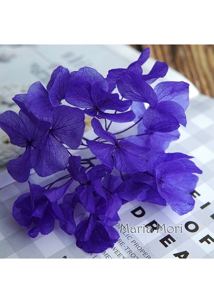 Renk M018 10G Büyük Yaprakları Macrophylla Korunmuş Ortanca Ofis Dekor Korunmuş Çiçekler Ev Dekorasyon Anna Ortanca Düğün Dekorasyon (Yurt Dışından)