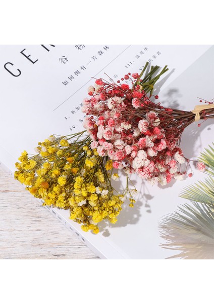 Purple1 Mini Dekoratif Kurutulmuş Çiçekler Babysbreath Çiçek Buketi Doğal Bitkiler Düğün Ev Dekorasyonu Için Çiçek Koruyun (Yurt Dışından) fırsatları